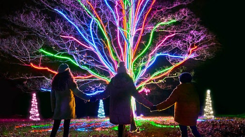 Three people look at an illuminated tree as part of the Christmas light trail at Wimpole
